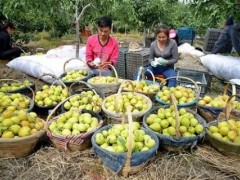10月6日，在库尔勒市电子商务双创孵化基地直营保鲜库，工人们正在忙着打包、装运香梨。从9月中旬香梨开始采摘以来，该基地电商企业将2000多吨香梨销往全国各地。