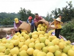 广西容县：科技赋能助力23万亩沙田柚丰收