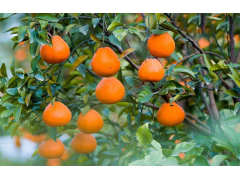 种在田头 卖向全球 丹棱桔橙开启国际之旅