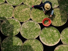 福州茉莉花茶：“双世遗”福州茉莉花茶