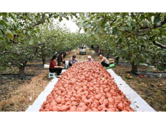 山西祁县:科技赋能+品牌引领 “黄金果”变乡村振兴“富民果”