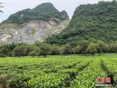 广东英德：英德红茶、西牛麻竹笋铺就乡村致富路