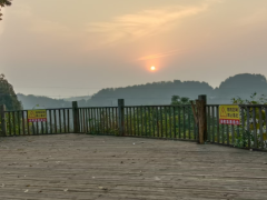 南充高坪区“黄精”产业带头人 张应洪 推动经济高质量发展